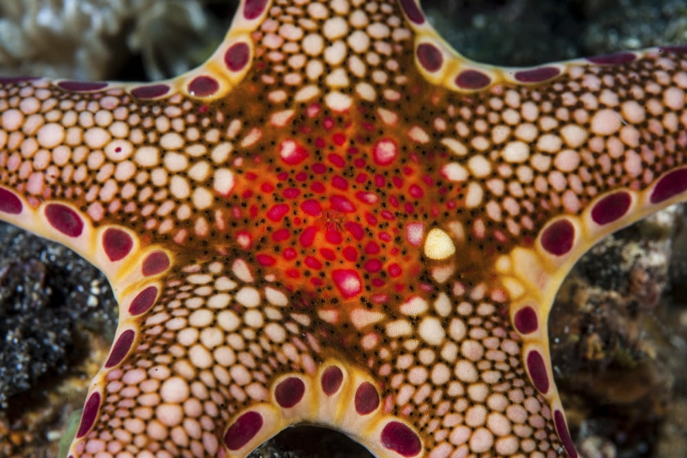 Close-up of a Neoferdina insolita starfish in Indonesia Canvas Art - Ethan DanielsStocktrek Images (17 x 12)