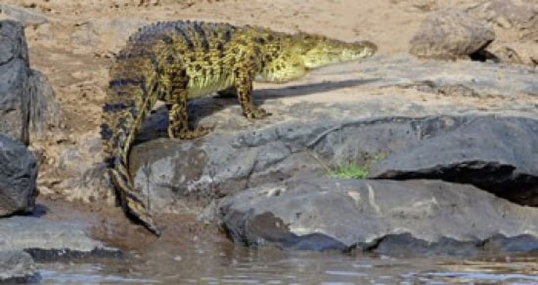 Close-up of a Nile Crocodile (Crocodylus Niloticus) in water Masai Mara National Reserve Kenya Canvas Art - Panoramic Images (24 x 12)