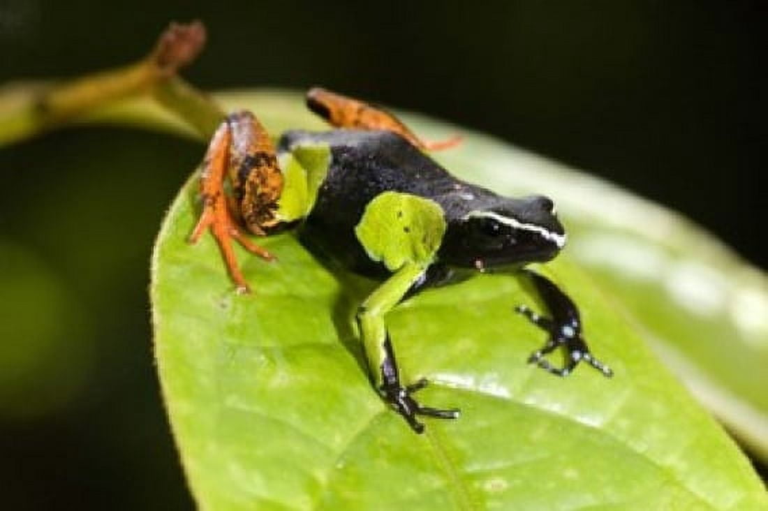 Close-up of a Painted mantella (Mantella madagascarensis) frog Madagascar Canvas Art - Panoramic Images (16 x 11)