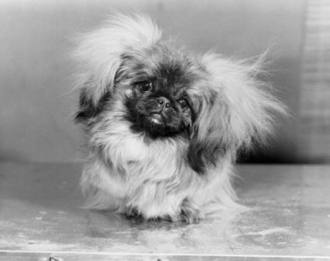 Close-up of a Pekingese puppy Canvas Art - (18 x 24)