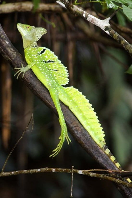 Close-up of a Plumed basilisk (Basiliscus plumifrons) Costa Rica Canvas Art - Panoramic Images (16 x 24)