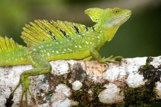 Close-up of a Plumed basilisk (Basiliscus plumifrons) on a branch Cano Negro Costa Rica Canvas Art - Panoramic Images (36 x 24)