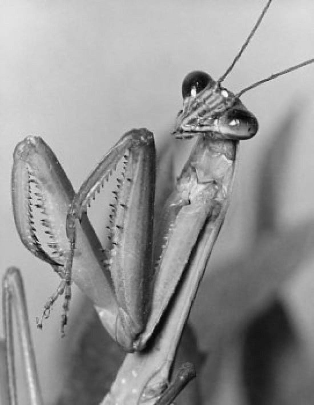 Close-up of a Praying Mantis (Mantis religiosa) Canvas Art - (18 x 24)