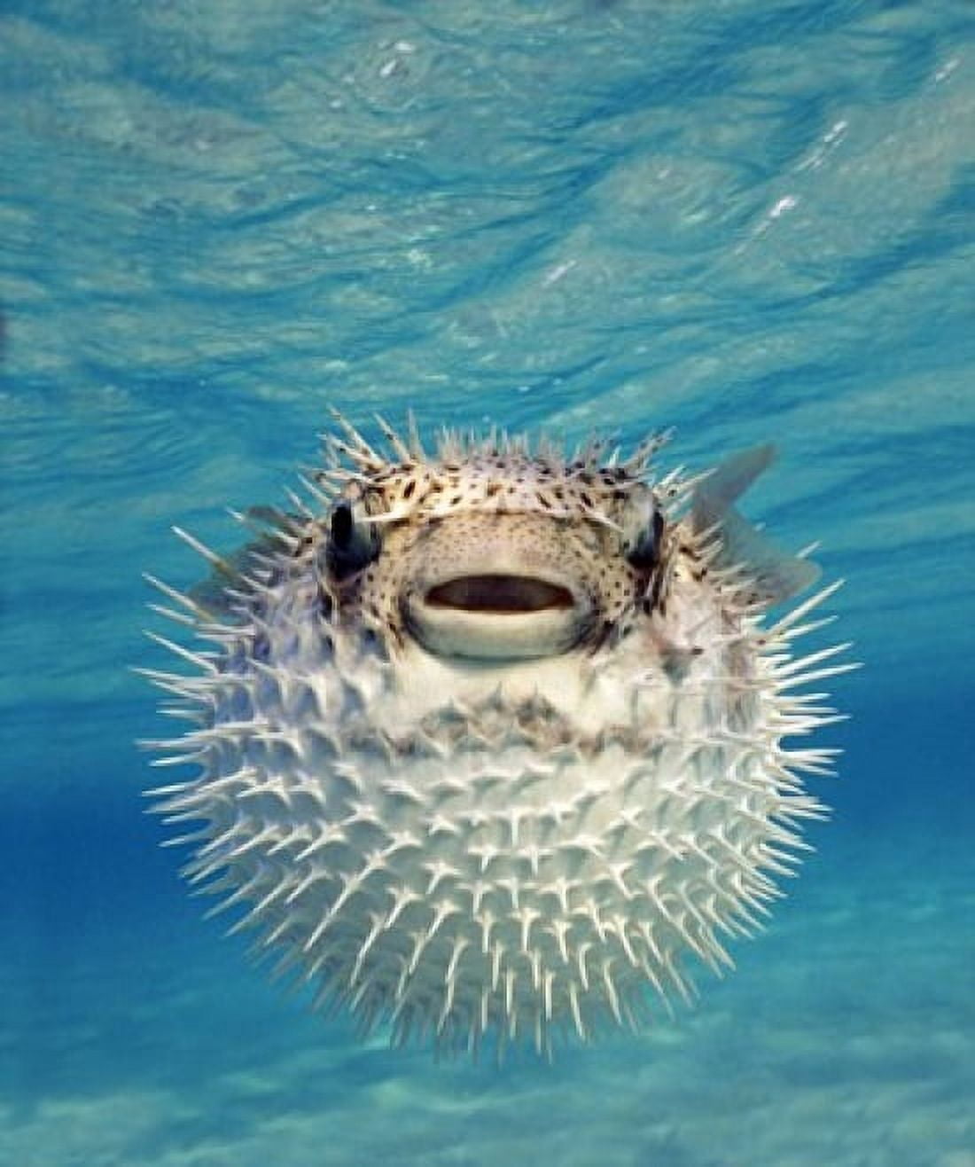 Close-up of a Puffer fish Bahamas Canvas Art - Panoramic Images (20 x 24)