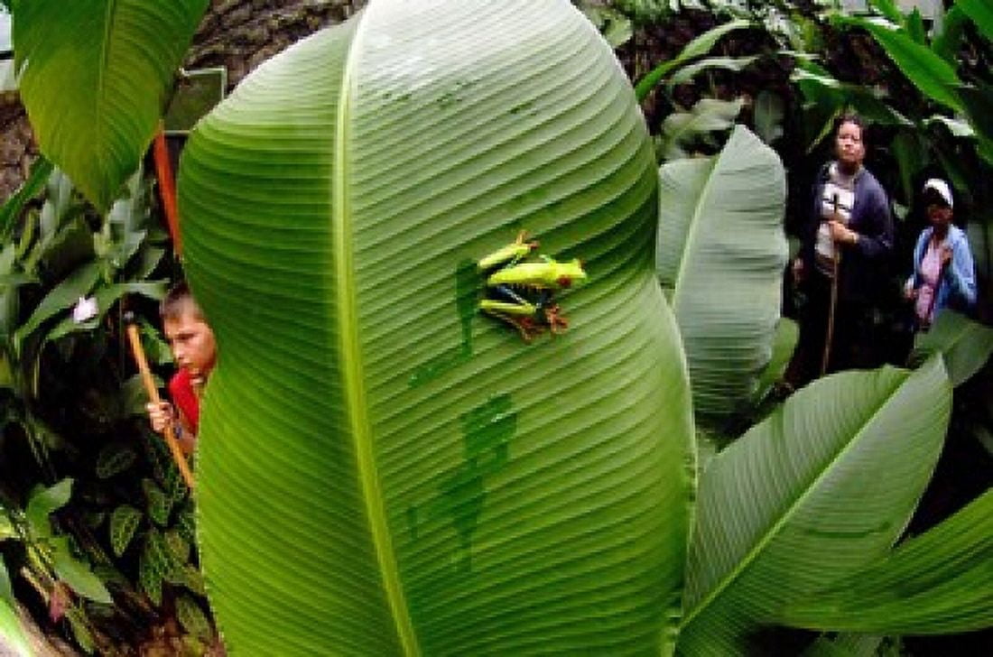 Close-up of a Red-Eyed Tree frog (Agalychnis callidryas) sitting on a banana leaf Costa Rica Canvas Art - Panoramic Images (16 x 11)