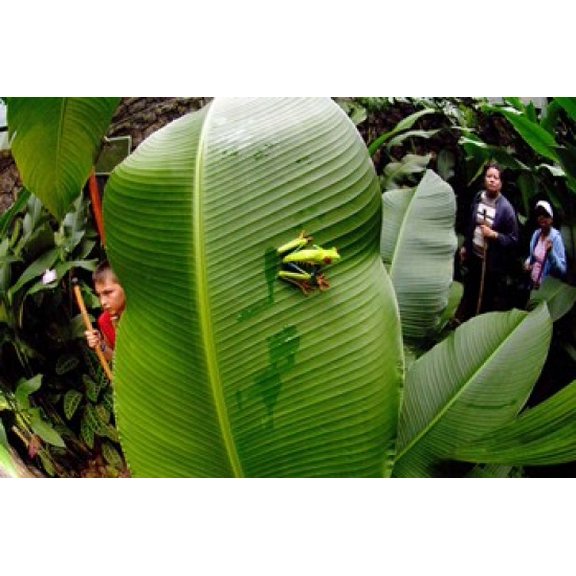 Close-up of a Red-Eyed Tree frog (Agalychnis callidryas) sitting on a banana leaf, Costa Rica Poster Print by Panoramic Images (16 x 11)