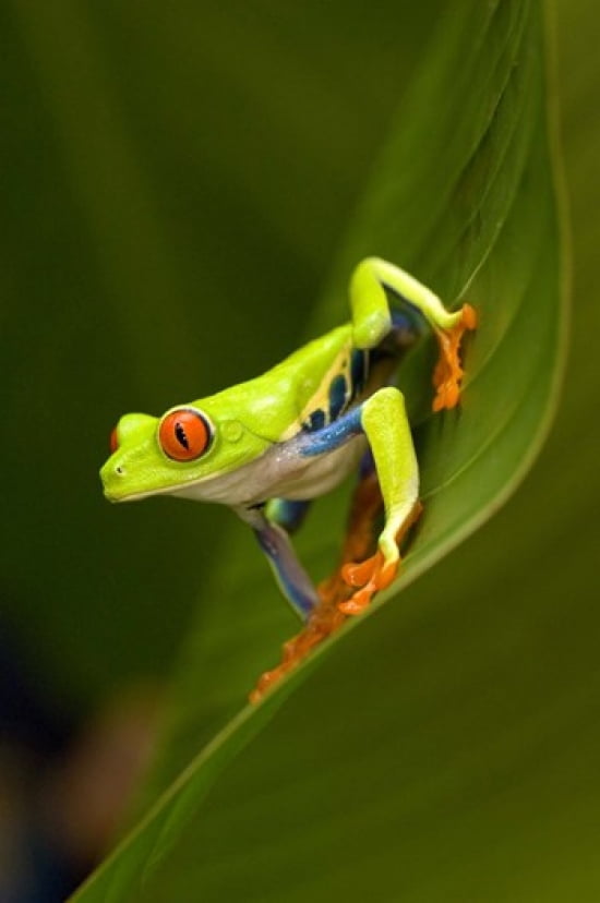 Close-up of a Red-Eyed Tree frog (Agalychnis callidryas) sitting on a leaf Costa Rica Canvas Art - Panoramic Images (16 x 24)