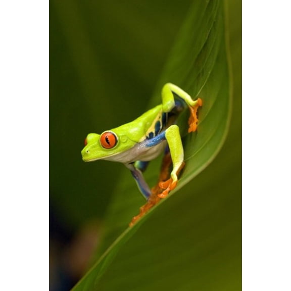 Close-up of a Red-Eyed Tree frog (Agalychnis callidryas) sitting on a leaf, Costa Rica Poster Print by Panoramic Images (16 x 24)