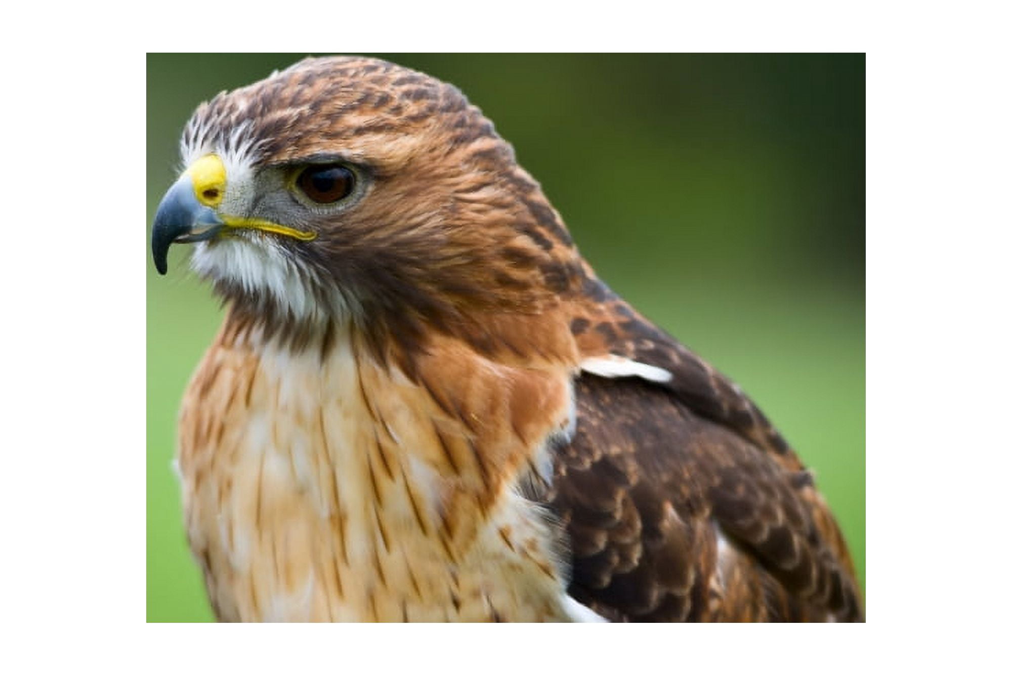 Close-up of a Red-tailed hawk (Buteo jamaicensis) Canvas Art - Panoramic Images (27 x 9)