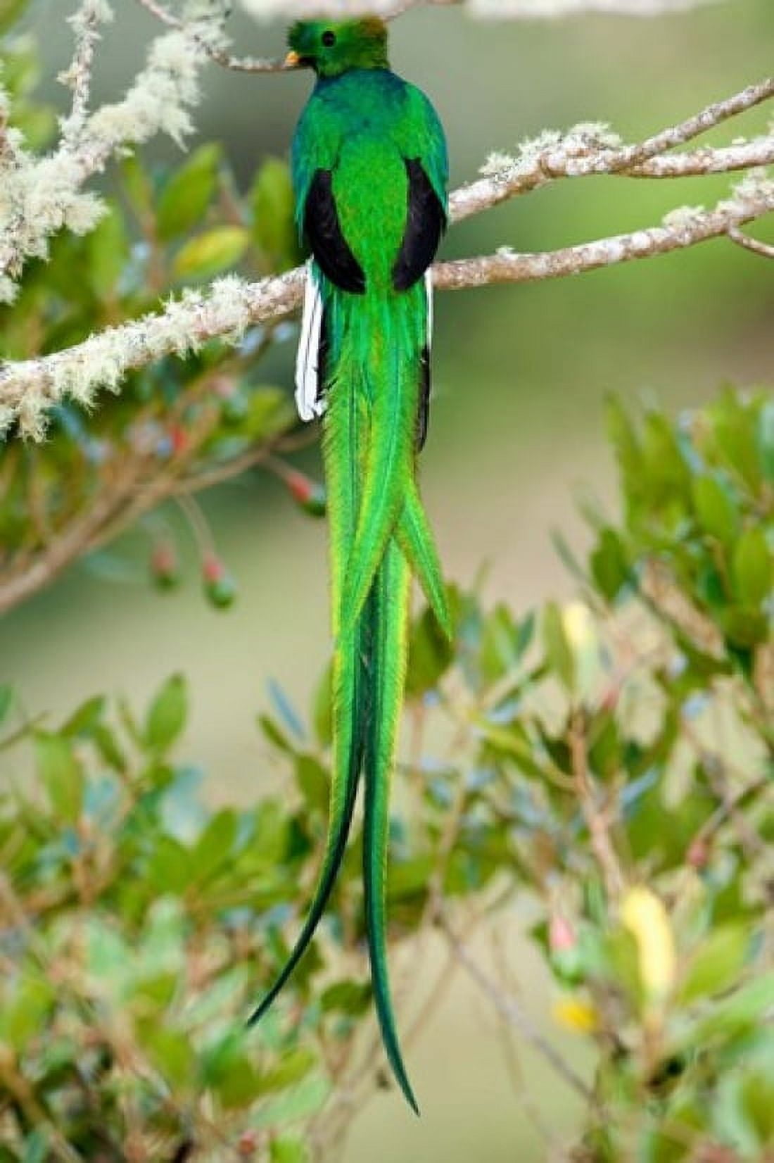 Close-up of a Resplendent Quetzal (Pharomachrus mocinno) perching on a branch Savegre Costa Rica Canvas Art - Panoramic Images (24 x 36)