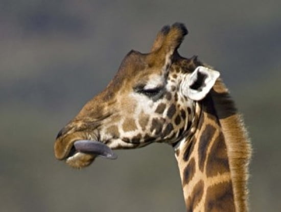 Close-up of a Rothschilds giraffe Lake Nakuru Kenya (Giraffa camelopardalis rothschildi) Canvas Art - Panoramic Images (24 x 19)