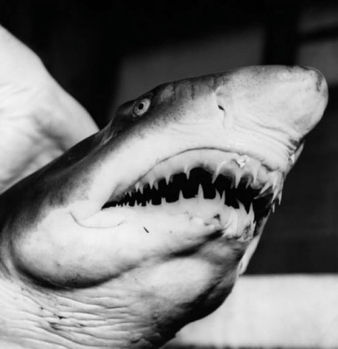 Close-up of a Sand Tiger Shark underwater Canvas Art - (18 x 24)