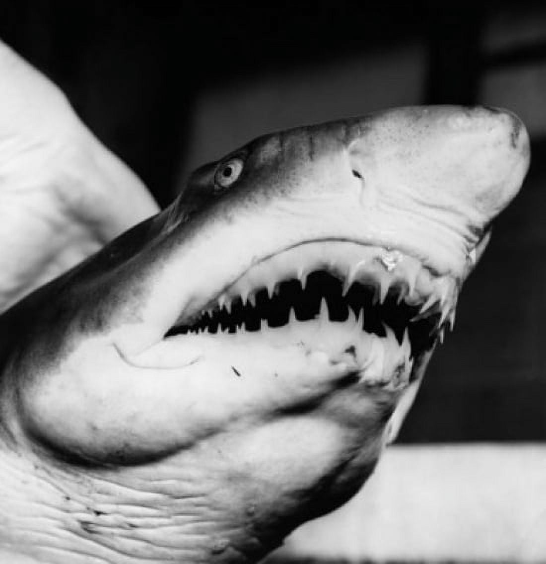 Close-up of a Sand Tiger Shark underwater Canvas Art - (24 x 36)