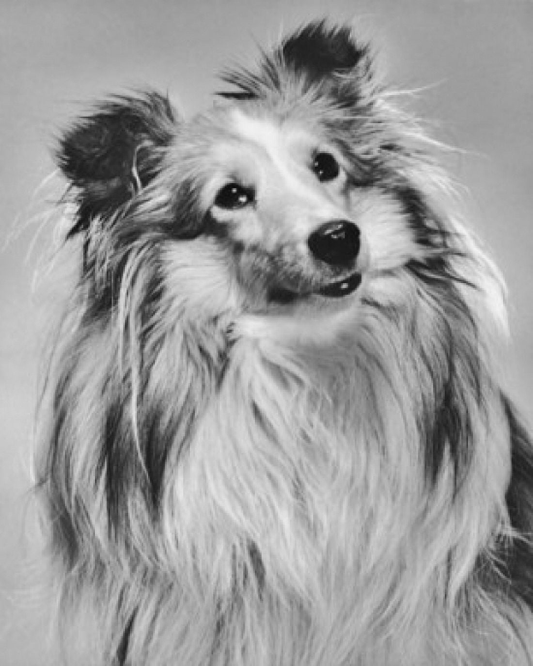 Close-up of a Shetland Sheepdog Canvas Art - (24 x 36)