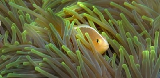Close-up of a Skunk Anemone fish and Indian Bulb Anemone Canvas Art - Panoramic Images (16 x 8)