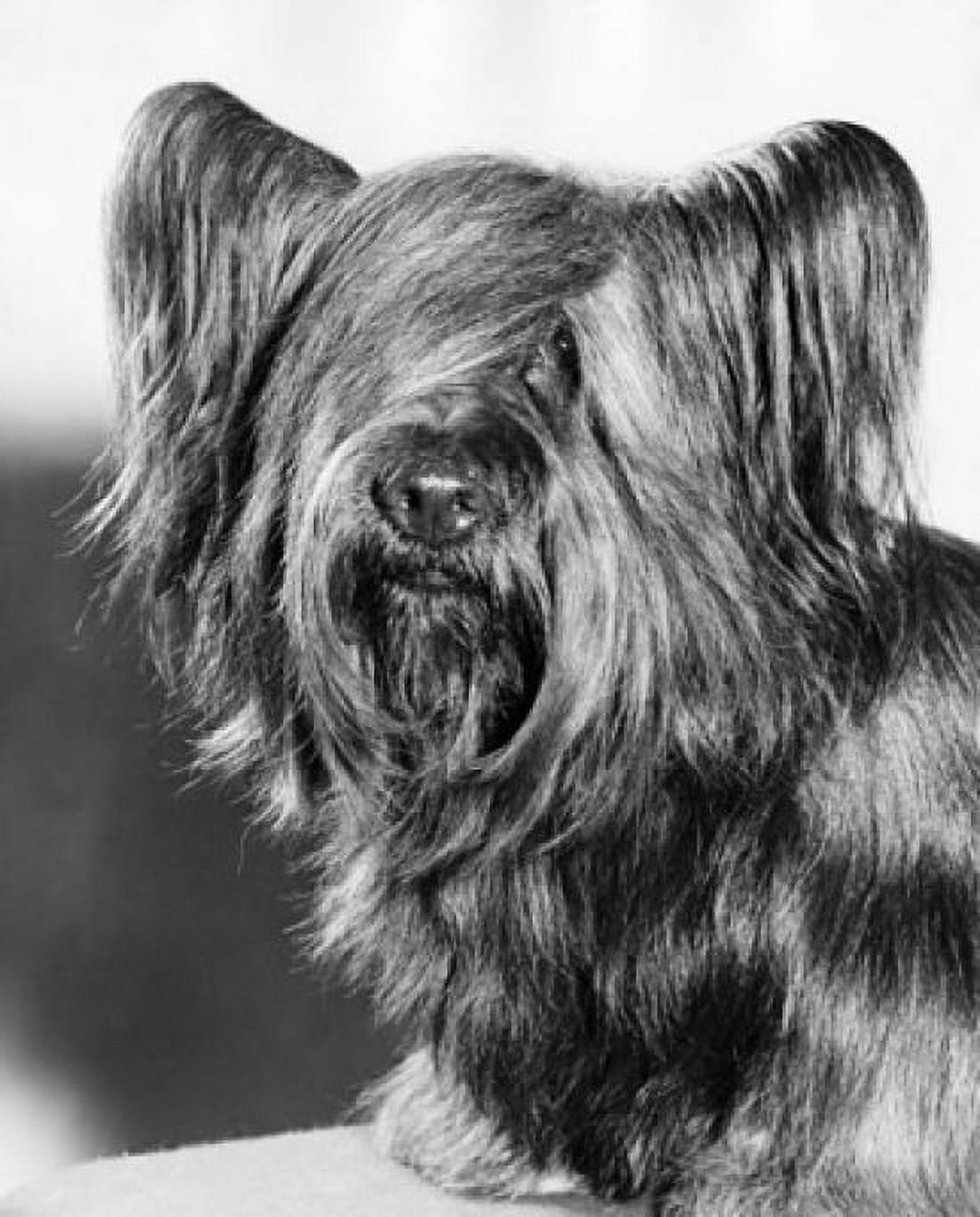 Close-up of a Skye Terrier Canvas Art -  (18 x 24)