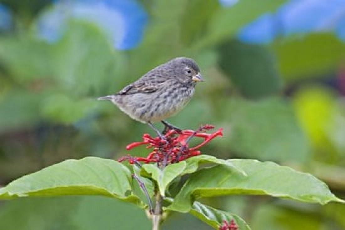 Close-up of a Small Ground-finch (Geospiza fuliginosa) perching on a plant Galapagos Islands Ecuador Canvas Art - Panoramic Images (16 x 11)