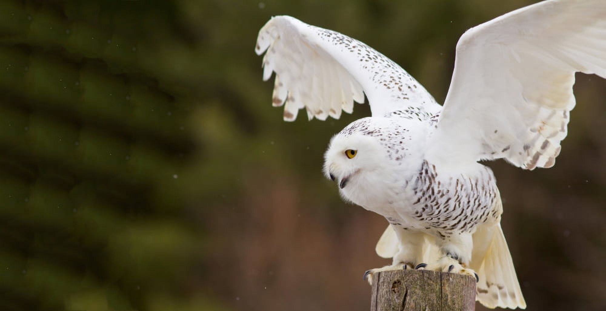 Close-up of a Snowy owl (Bubo scandiacus) prepare for takeoff Canvas Art - Panoramic Images (27 x 9)