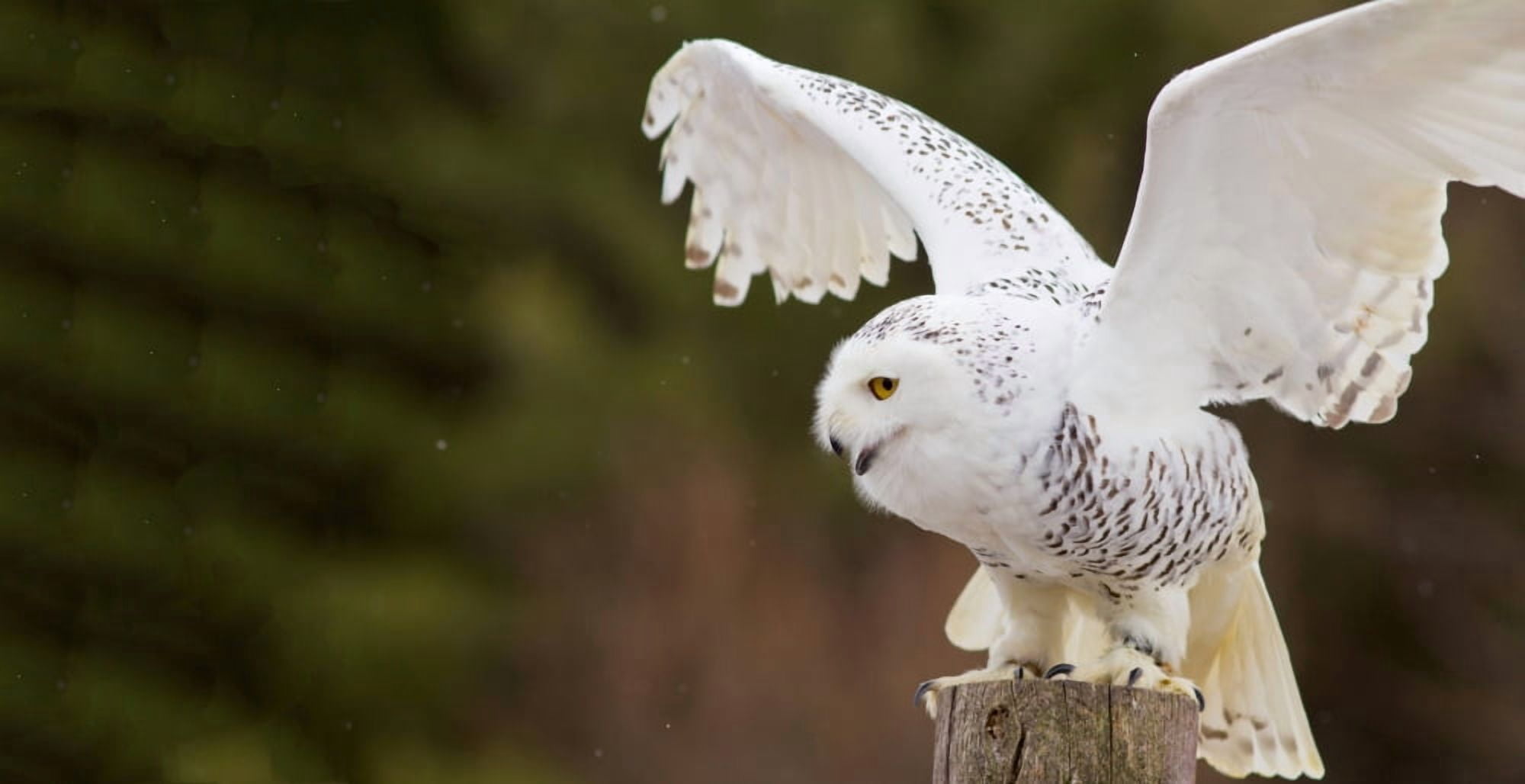 Close-up of a Snowy owl (Bubo scandiacus) prepare for takeoff Canvas Art - Panoramic Images (36 x 12)