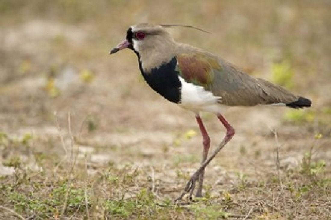 Close-up of a Southern lapwing Three Brothers River Meeting of the Waters State Park Pantanal Wetlands Brazil Canvas Art - Panoramic Images (16 x 11)