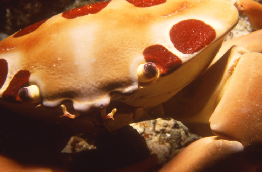 Close-up of a Spotted Rock Crab Fiji Canvas Art - Beverly FactorStocktrek Images (18 x 12)