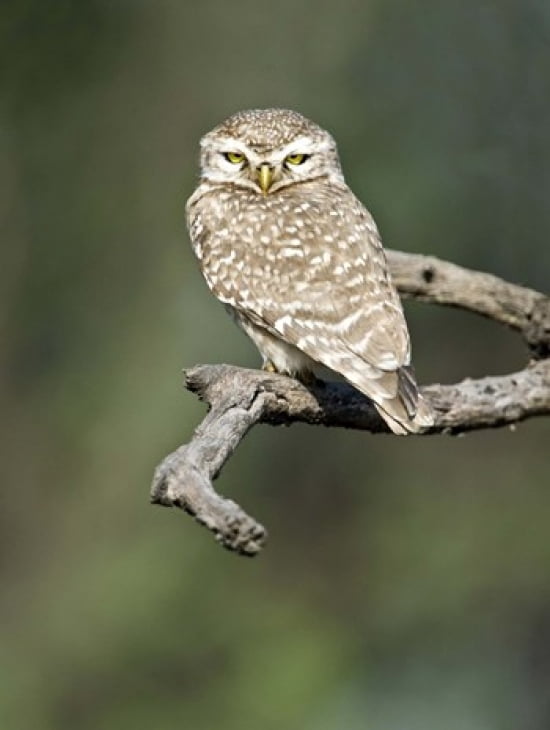Close-up of a Spotted owlet (Strix occidentalis) perching on a tree Keoladeo National Park Rajasthan India Canvas Art - Panoramic Images (19 x 24)