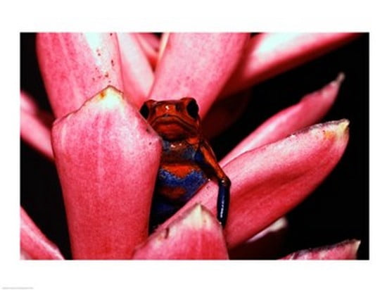 Close-up of a Strawberry Poison Dart frog Canvas Art - (24 x 18)