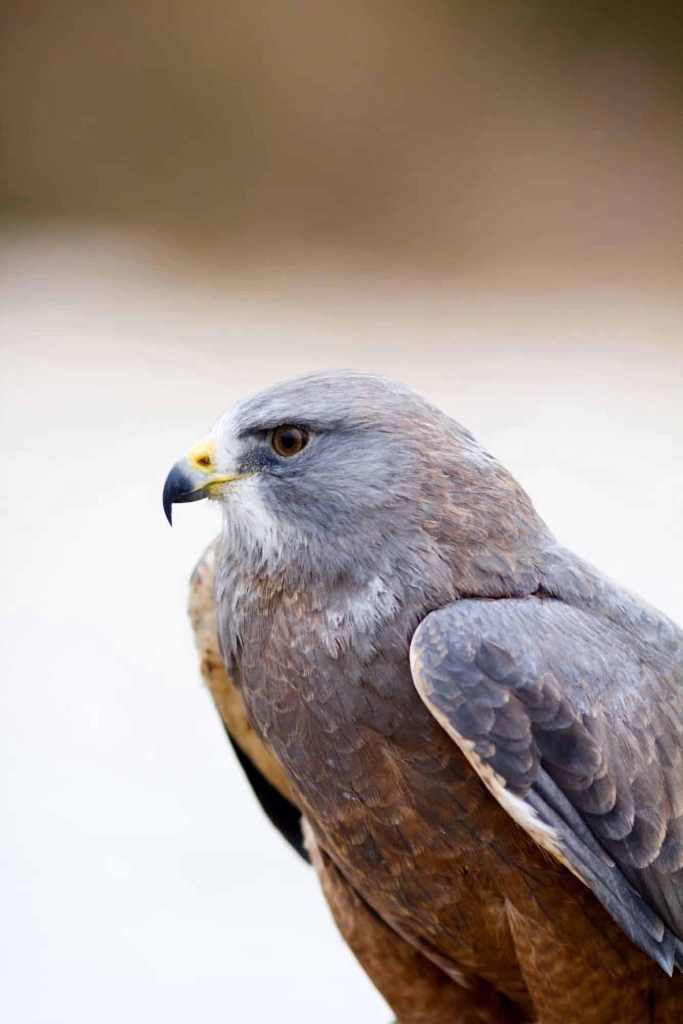 Close-up of a Swainsons hawk (Buteo swainsoni) Canvas Art - Panoramic Images (36 x 12)