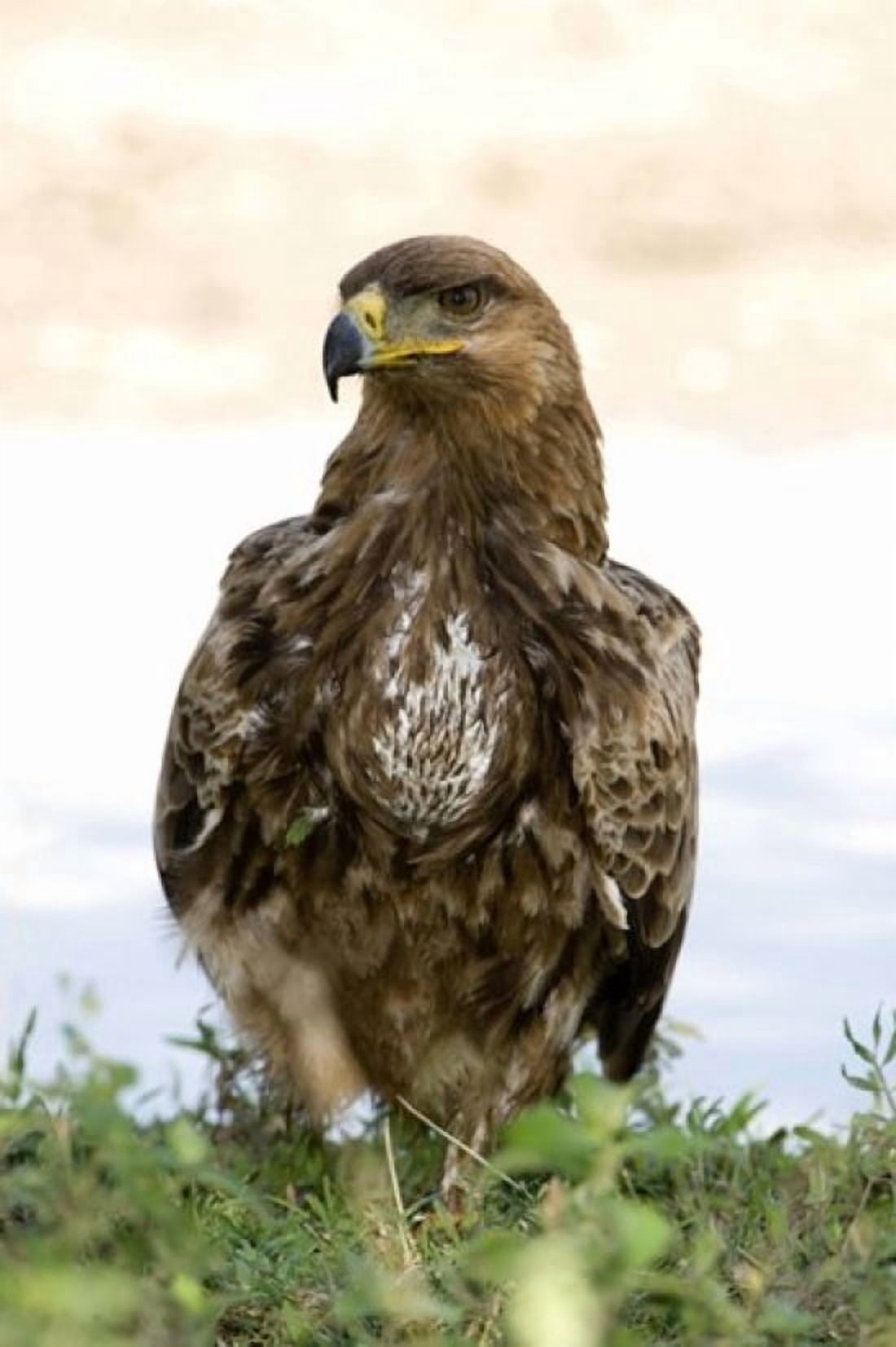 Close-up of a Tawny eagle (Aquila rapax) Ndutu Ngorongoro Tanzania Canvas Art - Panoramic Images (16 x 24)