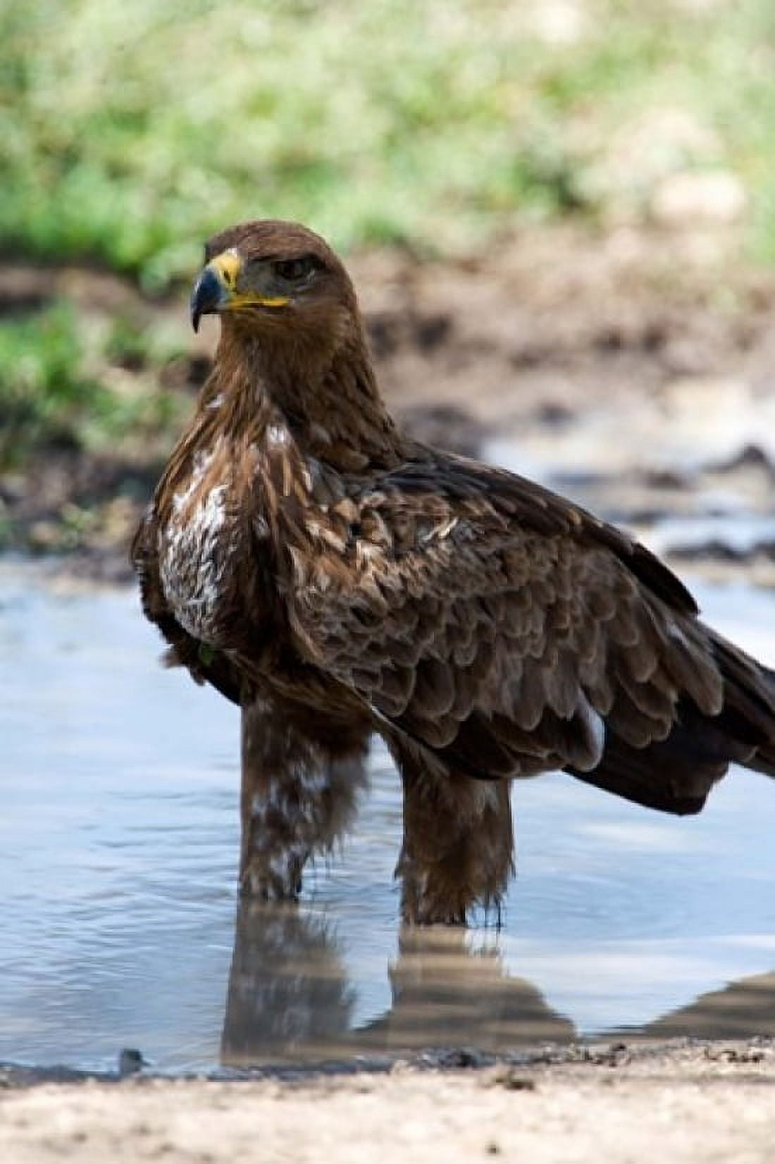 Close-up of a Tawny eagle (Aquila rapax) Ndutu Ngorongoro Tanzania Canvas Art - Panoramic Images (24 x 36)