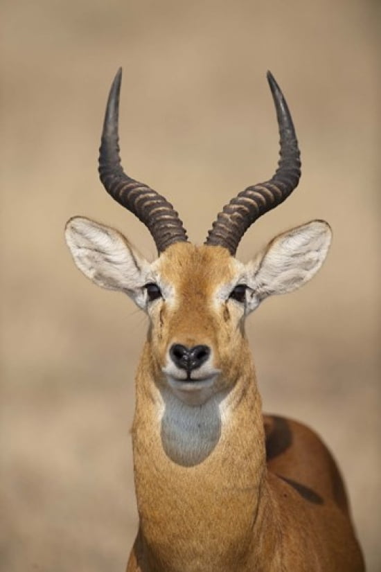 Close-up of a Ugandan kob (Kobus kob thomasi) Queen Elizabeth National Park Uganda Canvas Art - Panoramic Images (16 x 24)