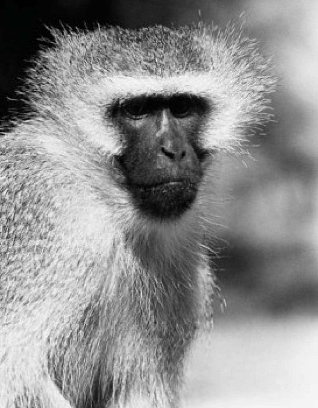 Close-up of a Vervet Monkey (Chlorocebus pygerythrus) Canvas Art - (24 x 36)