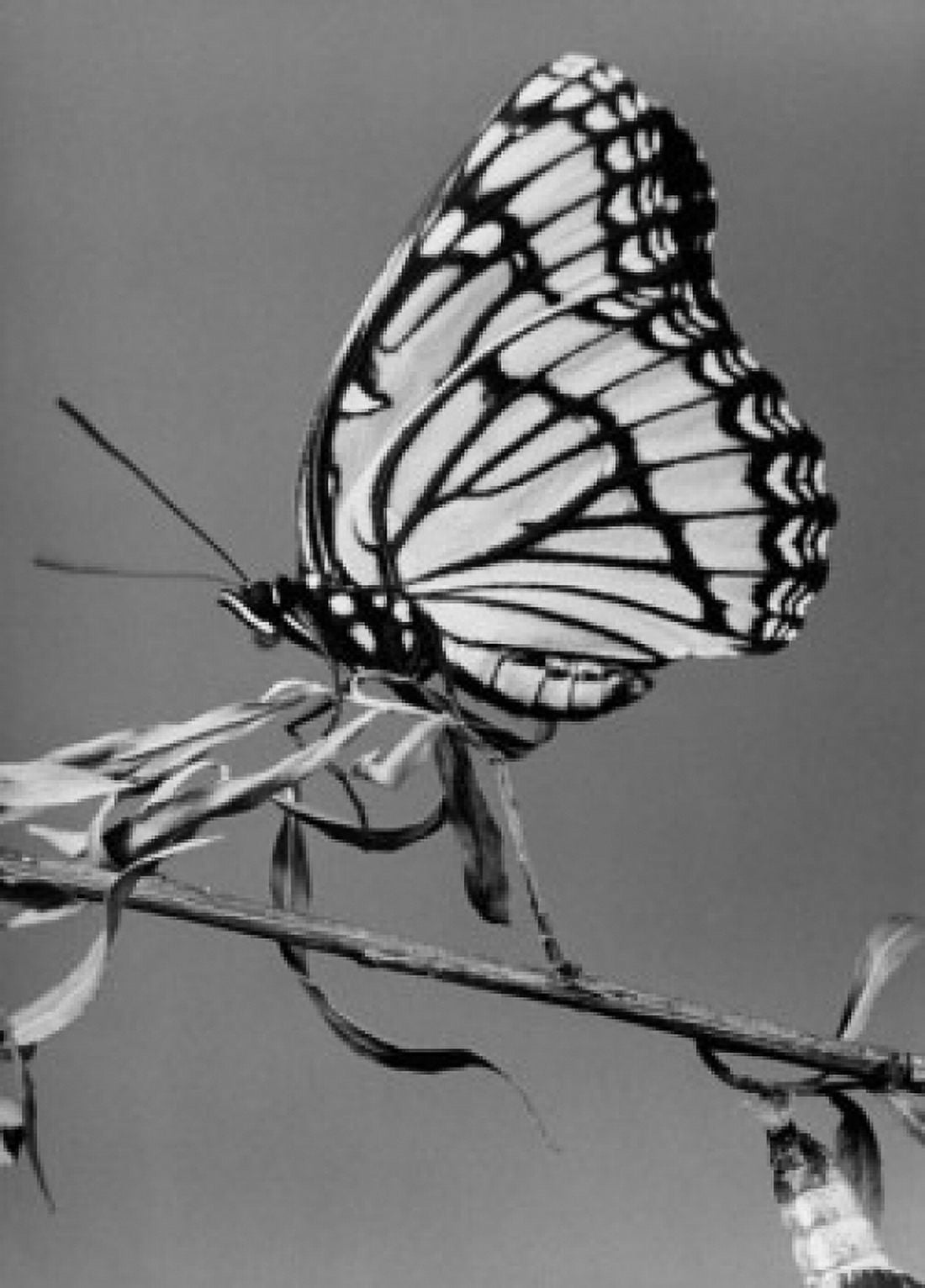 Close-up of a Viceroy Butterfly on a stem (Limenitis archippus) Canvas Art - (18 x 24)