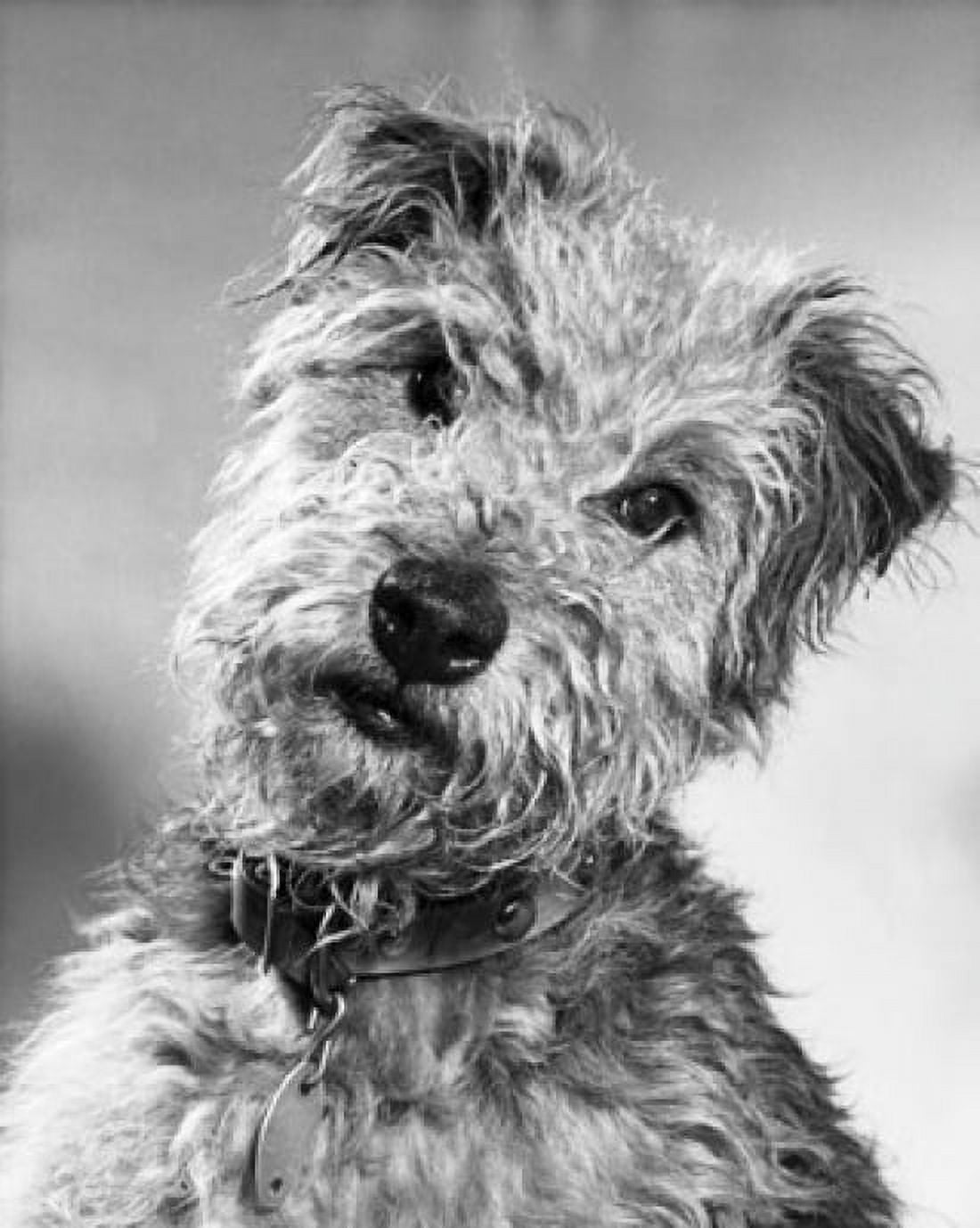 Close-up of a Welsh Terrier Canvas Art - (24 x 36)