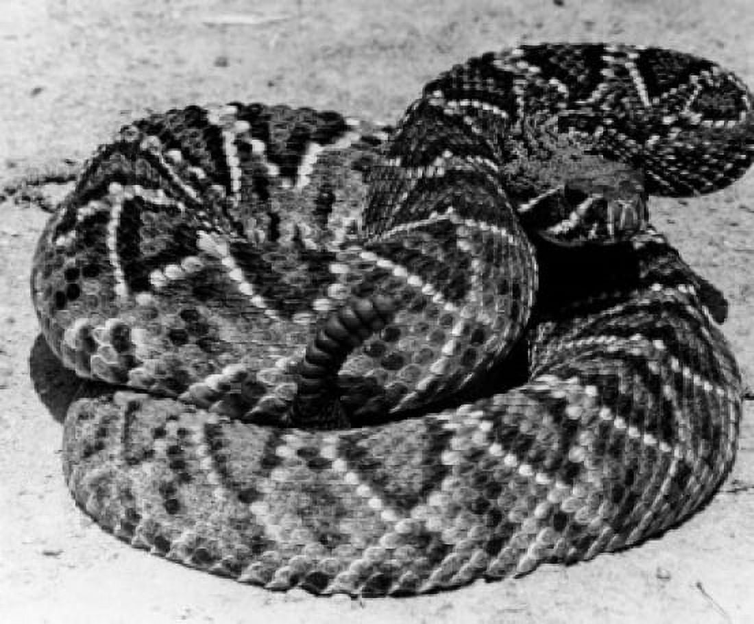 Close-up of a Western Diamondback Rattlesnake (Crotalus atrox) Canvas Art - (18 x 24)