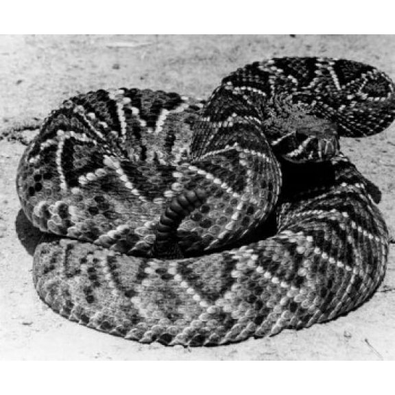 Close-up of a Western Diamondback Rattlesnake (Crotalus atrox) Canvas Art -  (18 x 24)