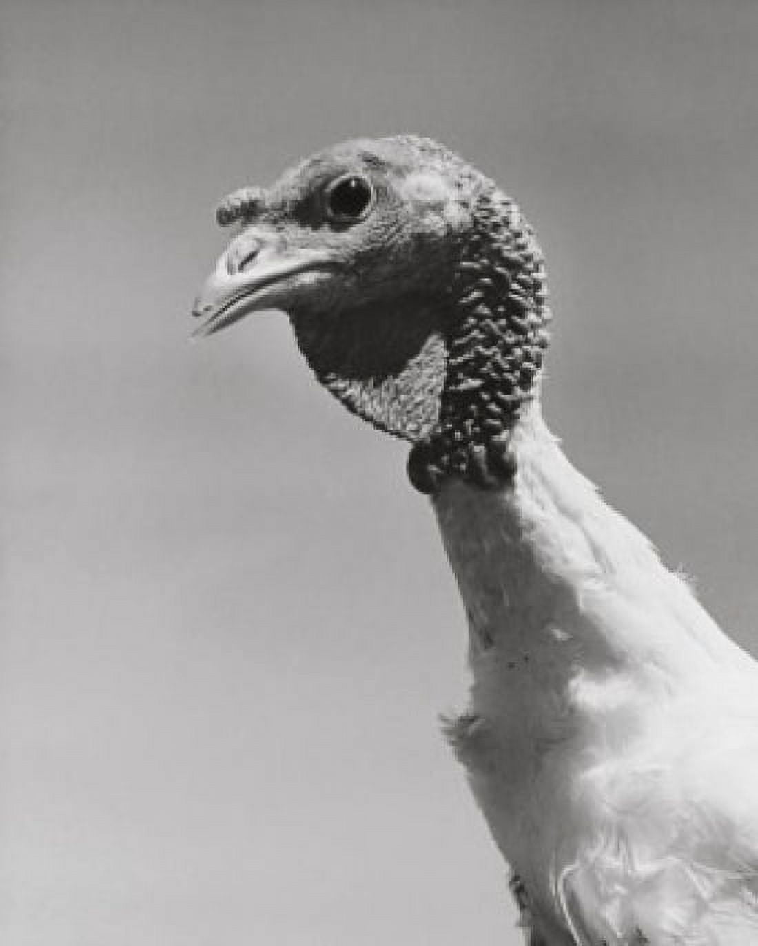 Close-up of a White turkey Canvas Art - (18 x 24)