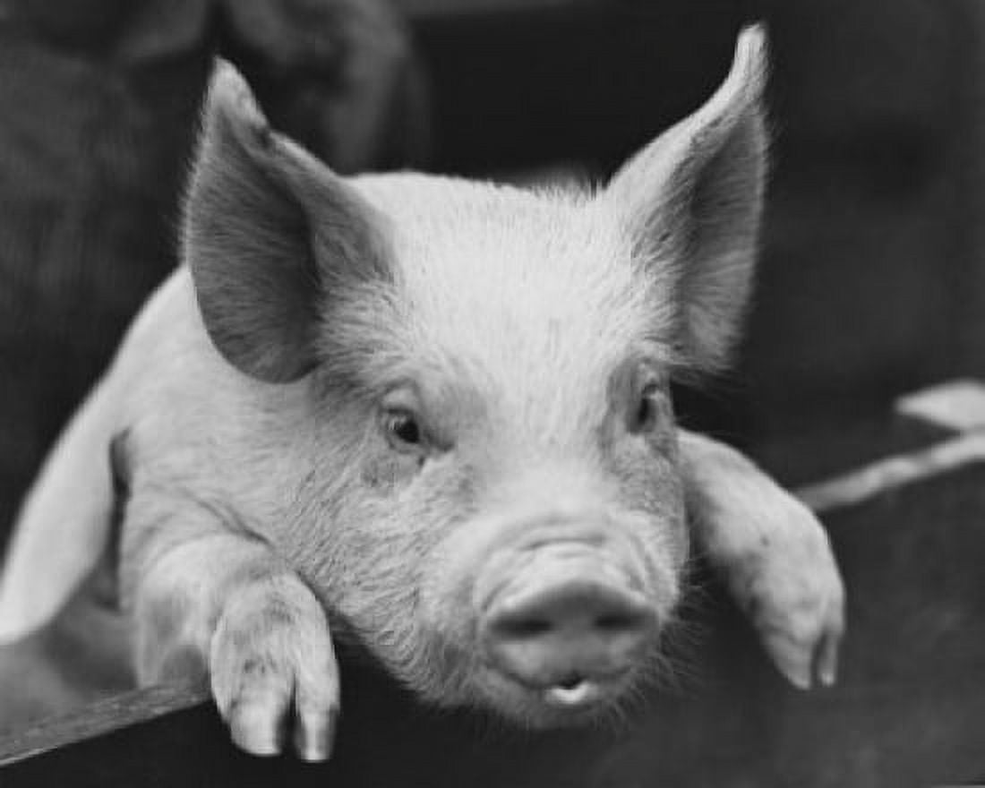 Close-up of a Yorkshire pig leaning over a fence Canvas Art - (24 x 36)