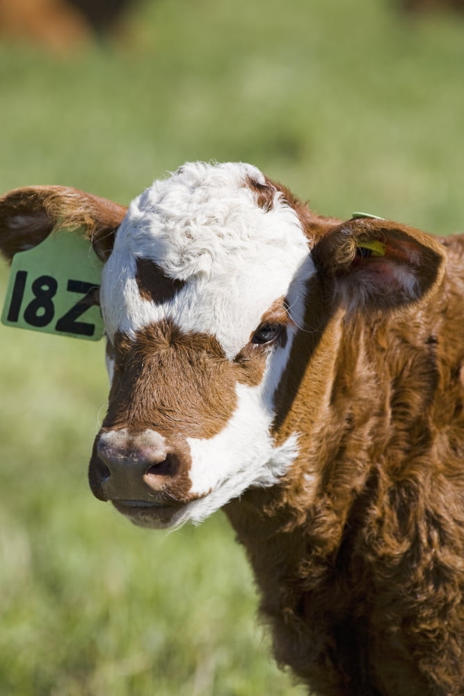 Close up of a baby calfs face in a fieldAlberta canada Canvas Art - Michael Interisano Design Pics (24 x 38)