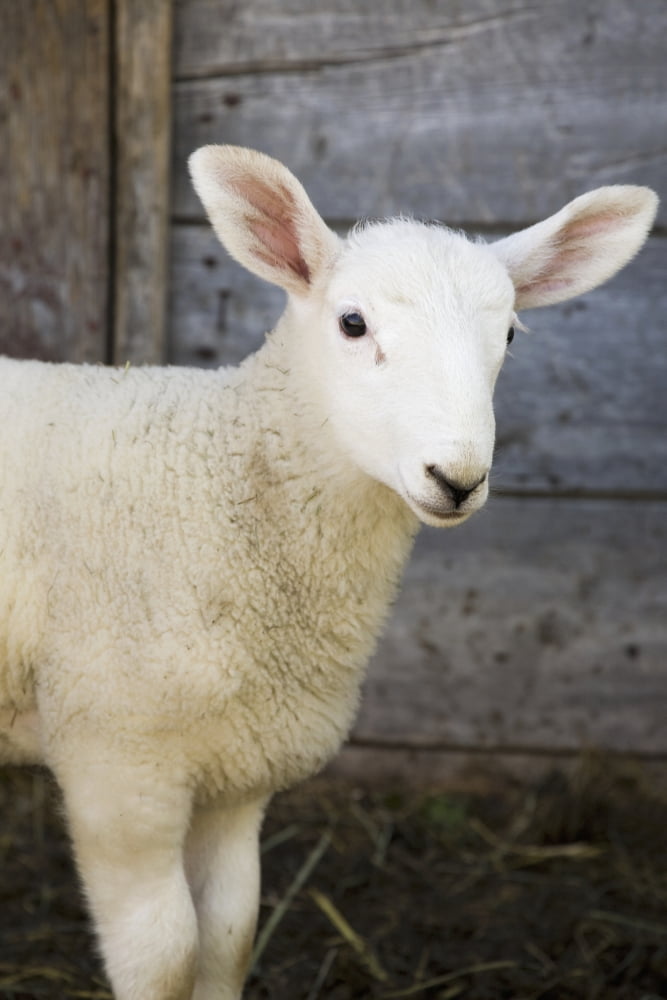 Close up of a baby lamb against the outside of a wooden barn wallAlberta canada Canvas Art - Michael Interisano Design Pics (12 x 19)