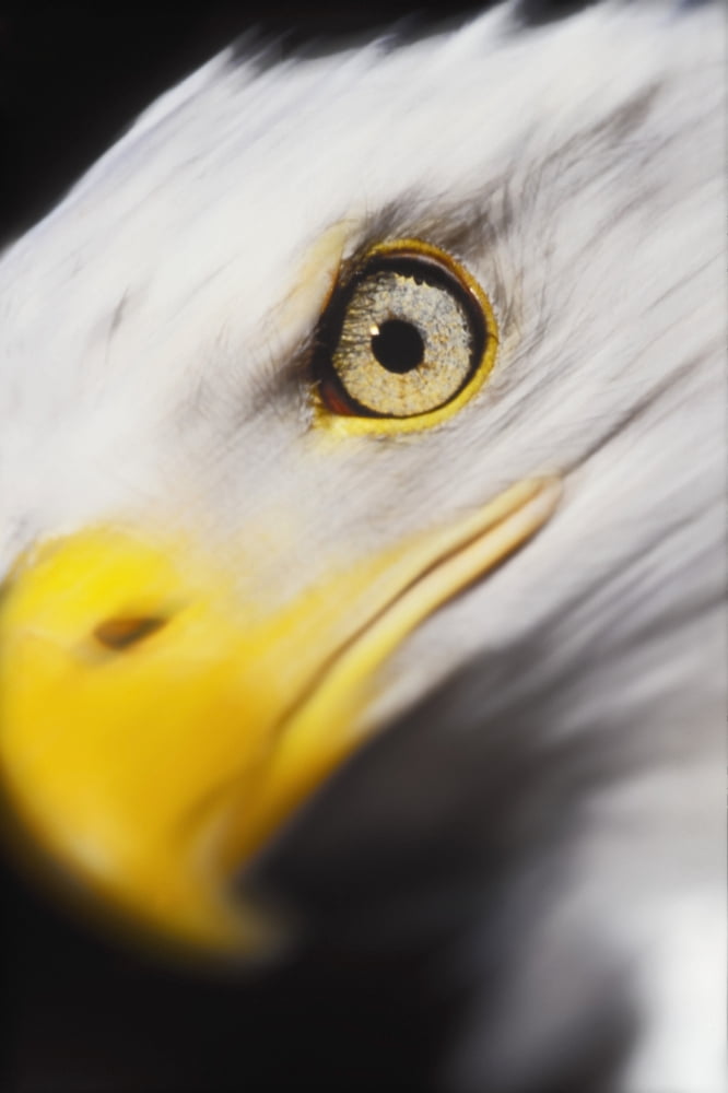 Close up of a bald eagles (haliaeetus leucocephalus) faceBritish columbia canada Canvas Art - Thomas Kitchin & Victoria Hurst Design Pics (12 x 19)