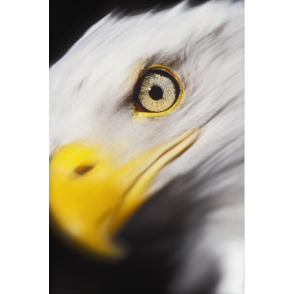 Close up of a bald eagles (haliaeetus leucocephalus) faceBritish columbia canada Canvas Art - Thomas Kitchin & Victoria Hurst Design Pics (12 x 19)