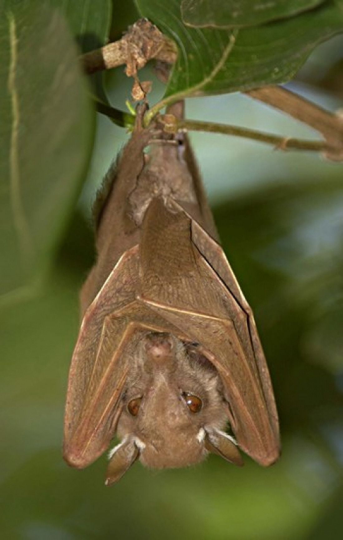 Close-up of a bat hanging from a branch Lake Manyara Arusha Region Tanzania Canvas Art - Panoramic Images (16 x 24)