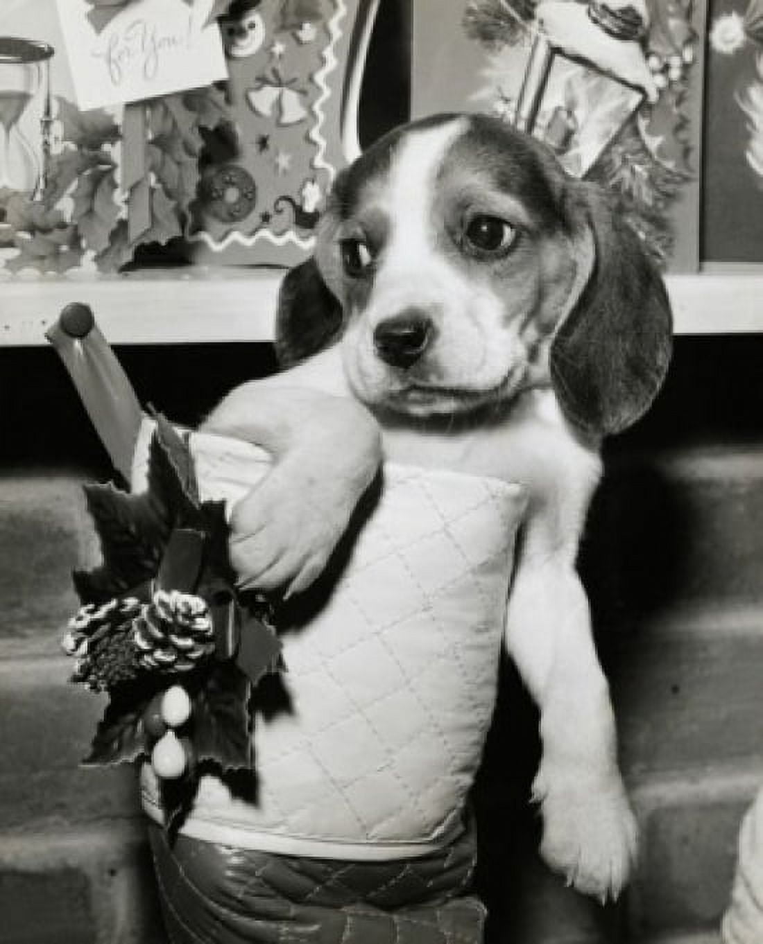 Close-up of a beagle in a Christmas stocking Canvas Art - (18 x 24)