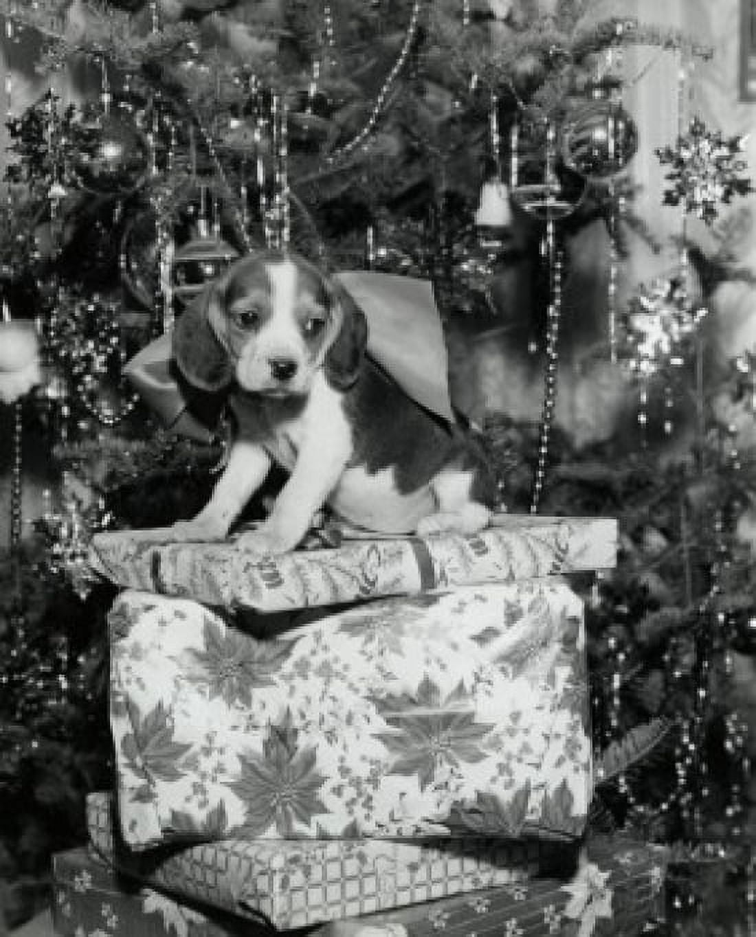 Close-up of a beagle sitting on a stack of Christmas presents Canvas Art - (18 x 24)