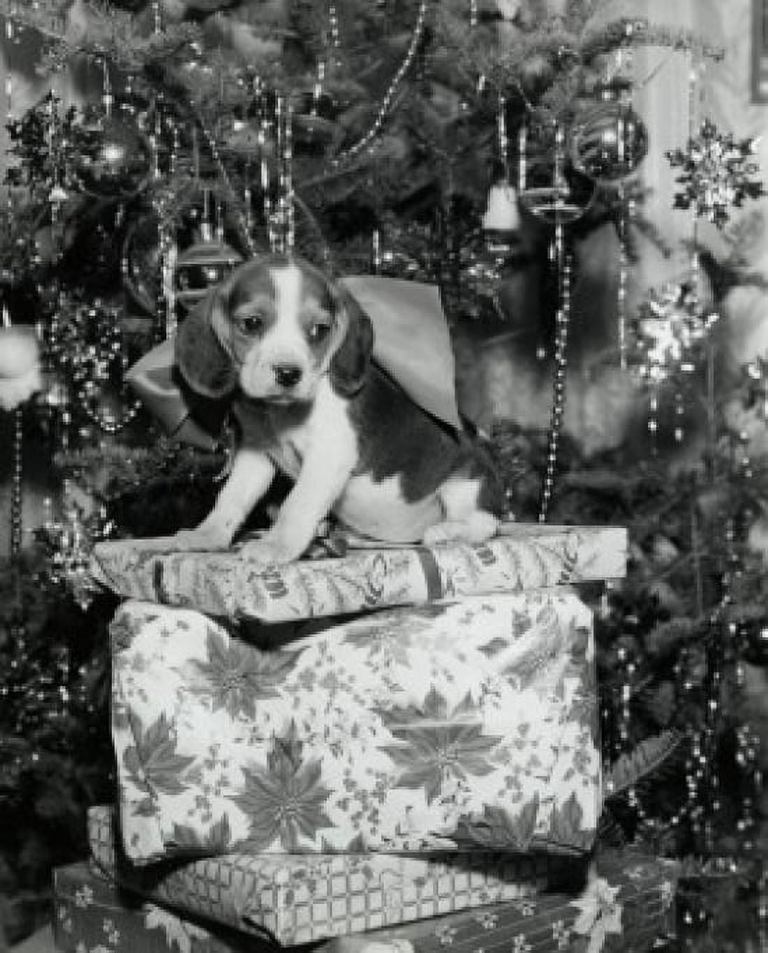 Close-up of a beagle sitting on a stack of Christmas presents Canvas Art - (24 x 36)