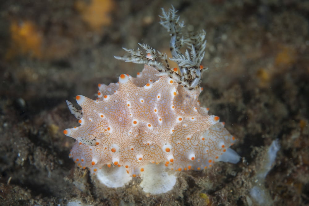 Close-up of a beautiful Halgerda batangas nudibranch Canvas Art - Ethan DanielsStocktrek Images (17 x 12)