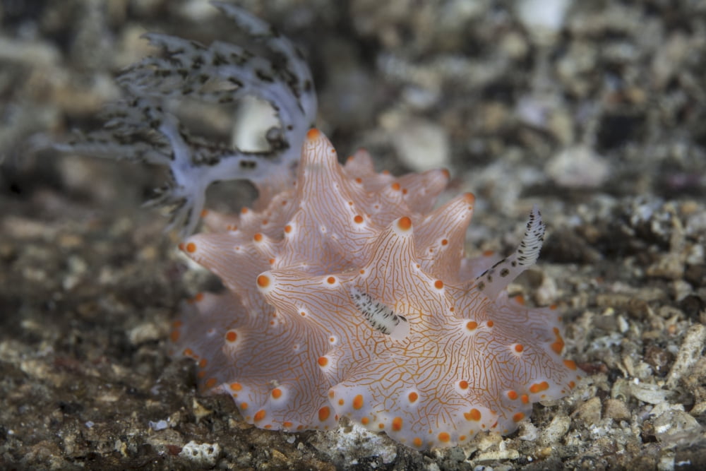 Close-up of a beautiful Halgerda batangas nudibranch Canvas Art - Ethan DanielsStocktrek Images (34 x 23)