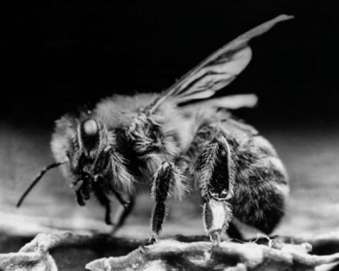 Close-up of a bee Canvas Art - (18 x 24)