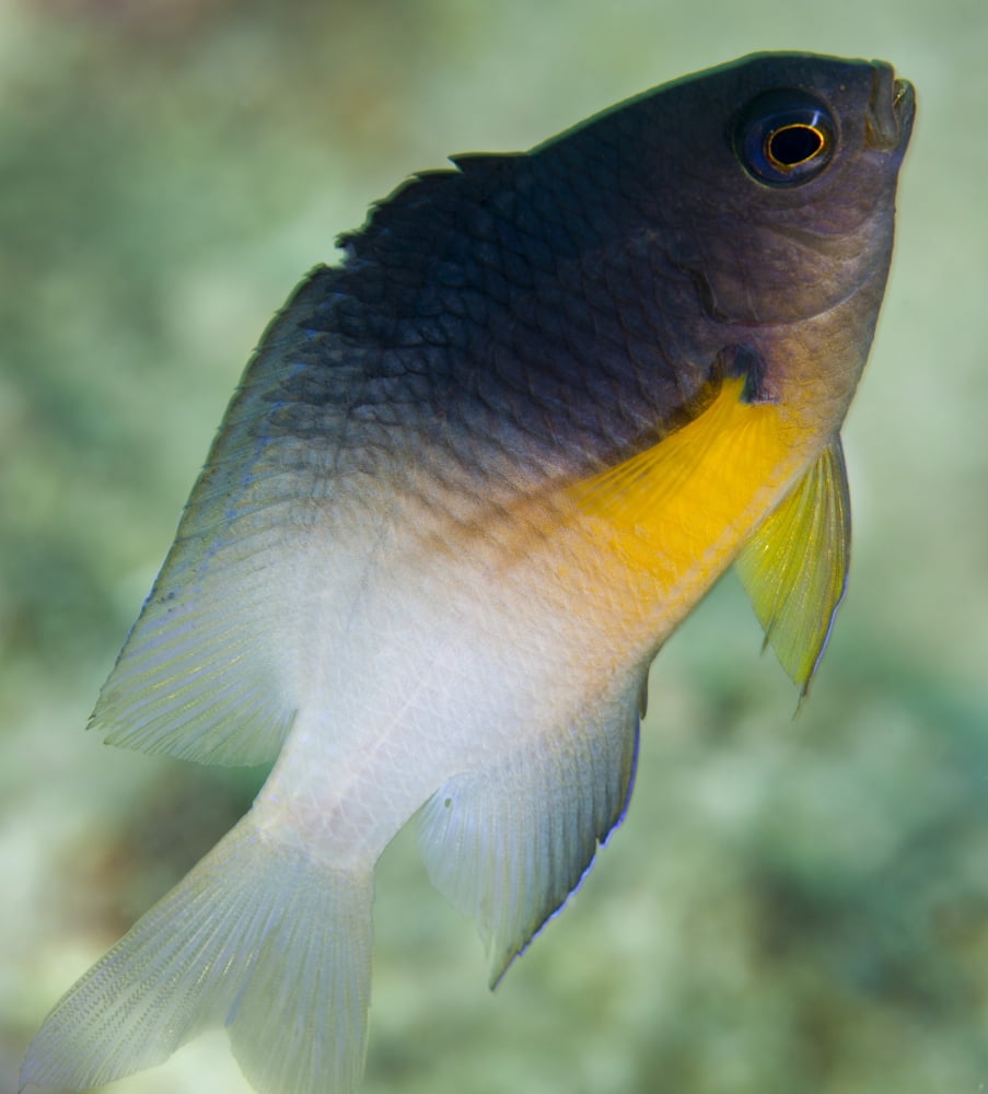 Close-up of a bicolor damselfish Key Largo Florida Canvas Art - Michael WoodStocktrek Images (27 x 30)